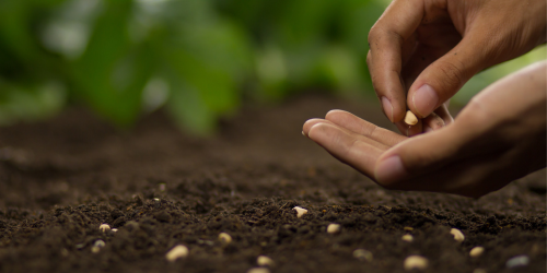 Hands planting seeds